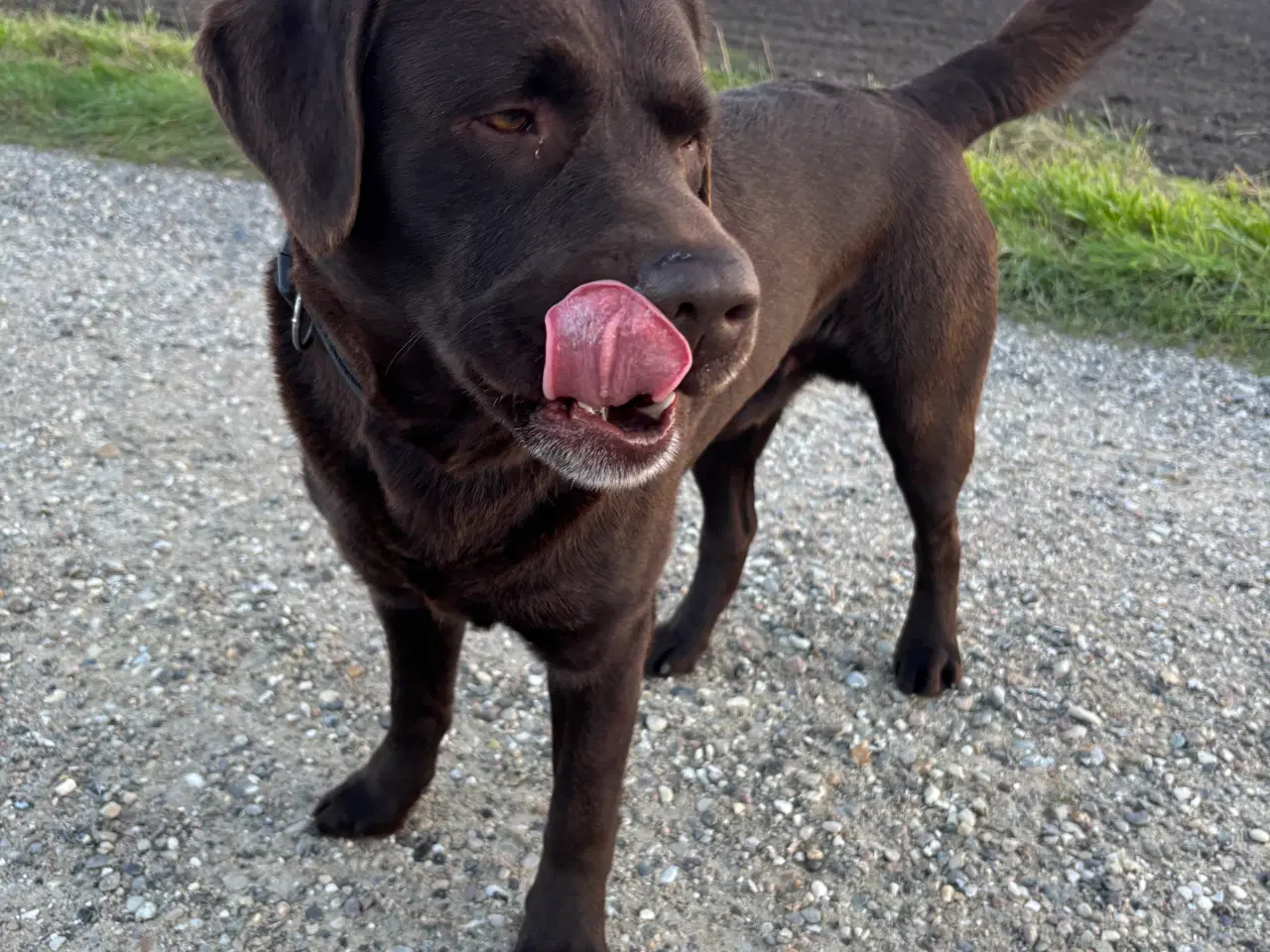 Billede 6 - Brun labrador 4,5 år