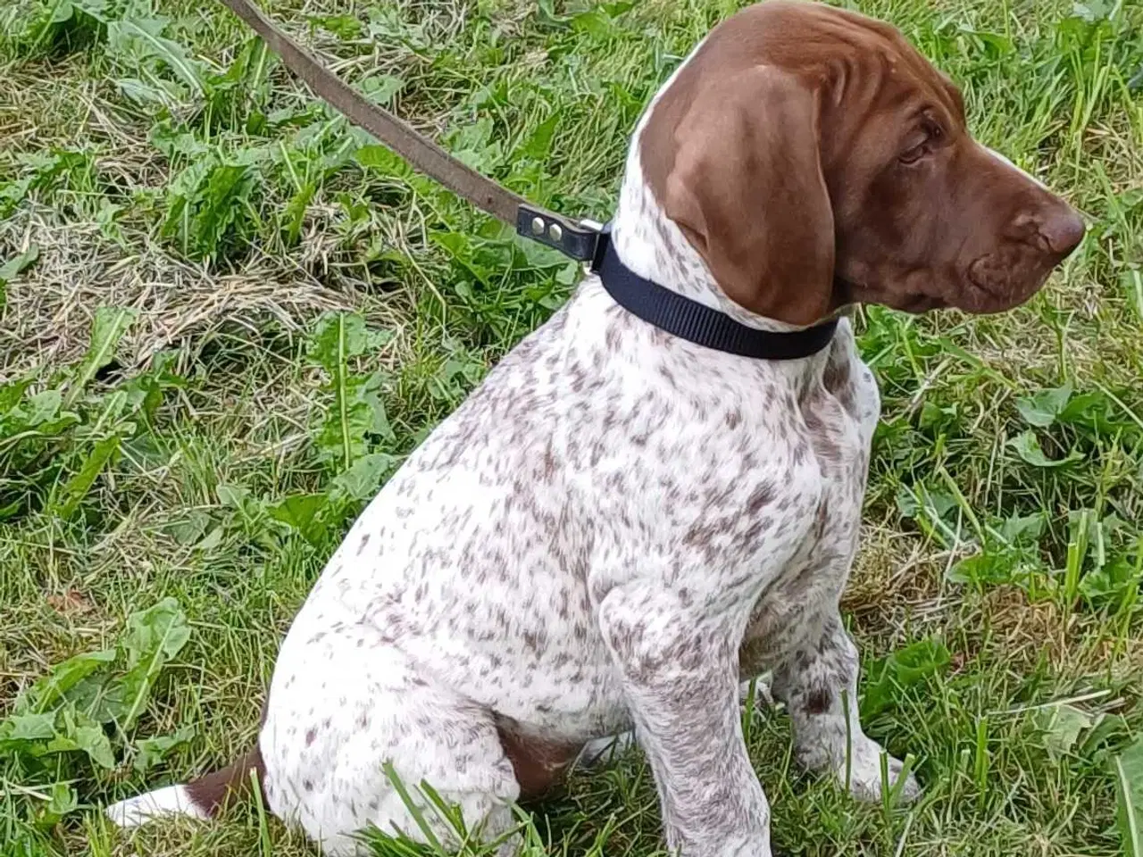Billede 16 - Tysk korthhåret hønsehund