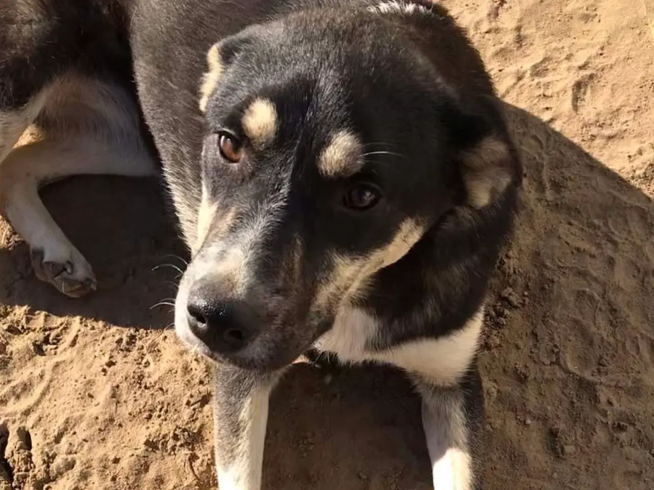 Billede 1 - Sødeste Sunny søger familie 