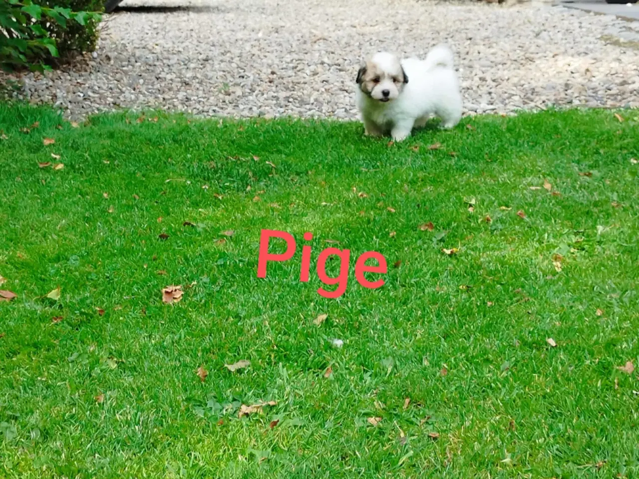 Billede 8 - Coton de tulear
