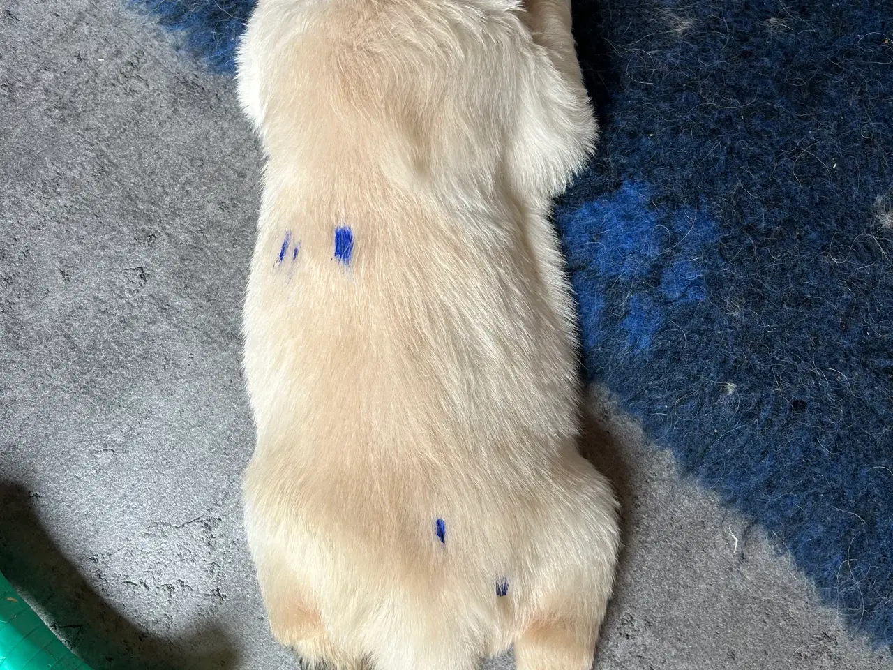 Billede 4 - Golden Retriver hvalpe