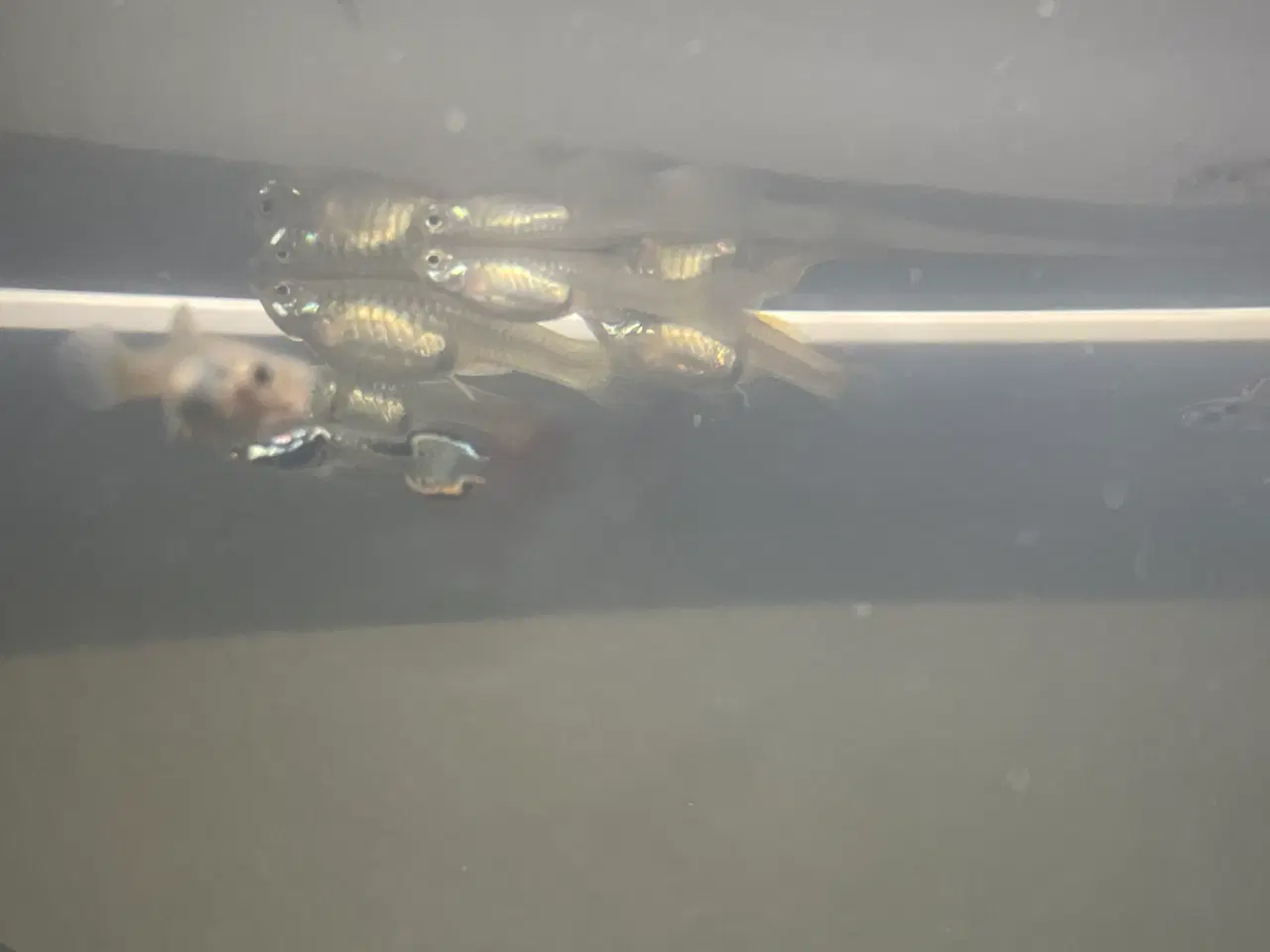 Billede 2 - Endlers Guppy - 1 par = 20kr