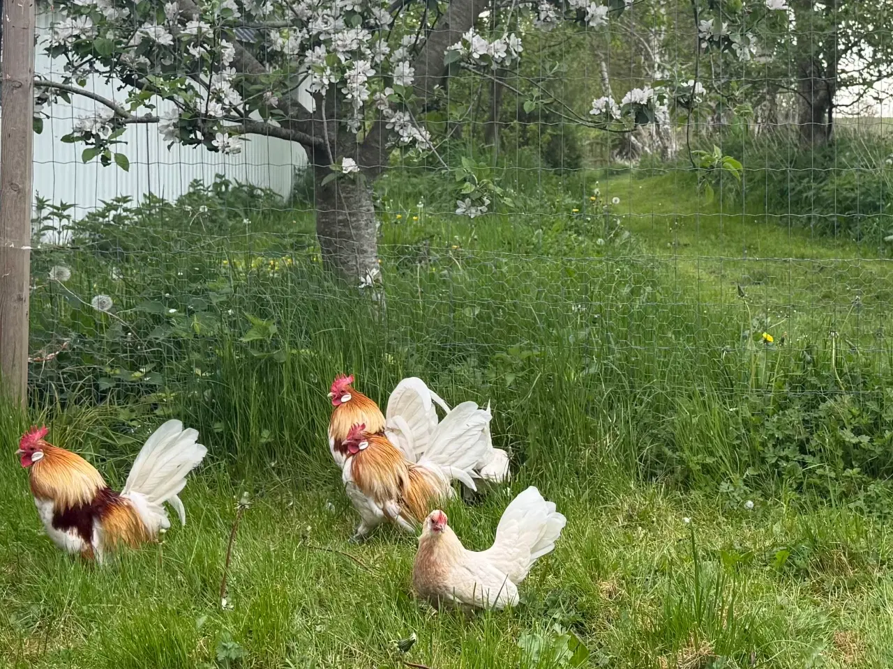 Billede 1 - Hollandske Dværg Rødsadlet 