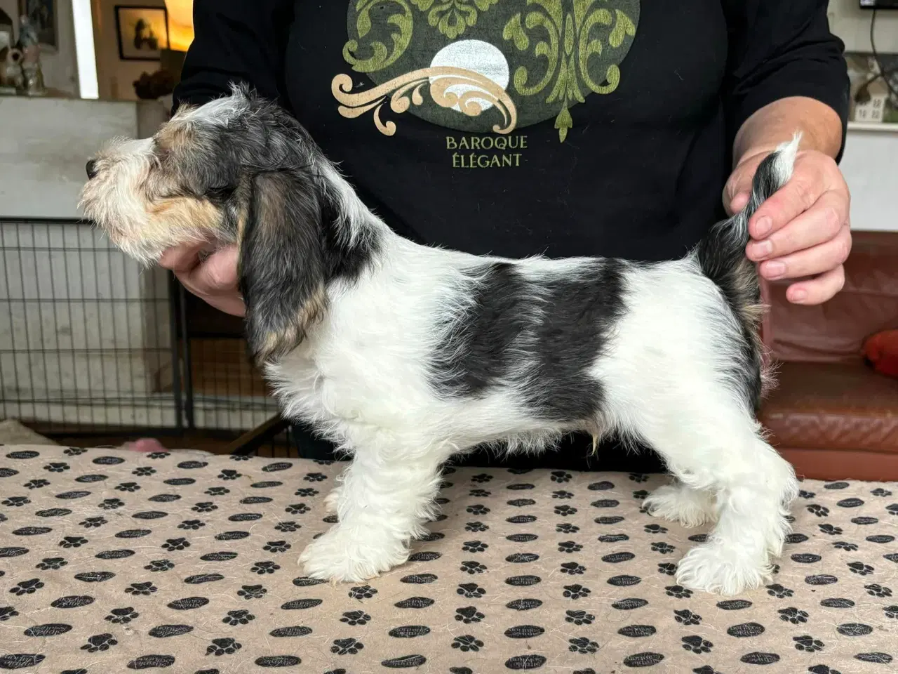 Billede 5 - Petit Basset Griffon Vendeen hvalpe