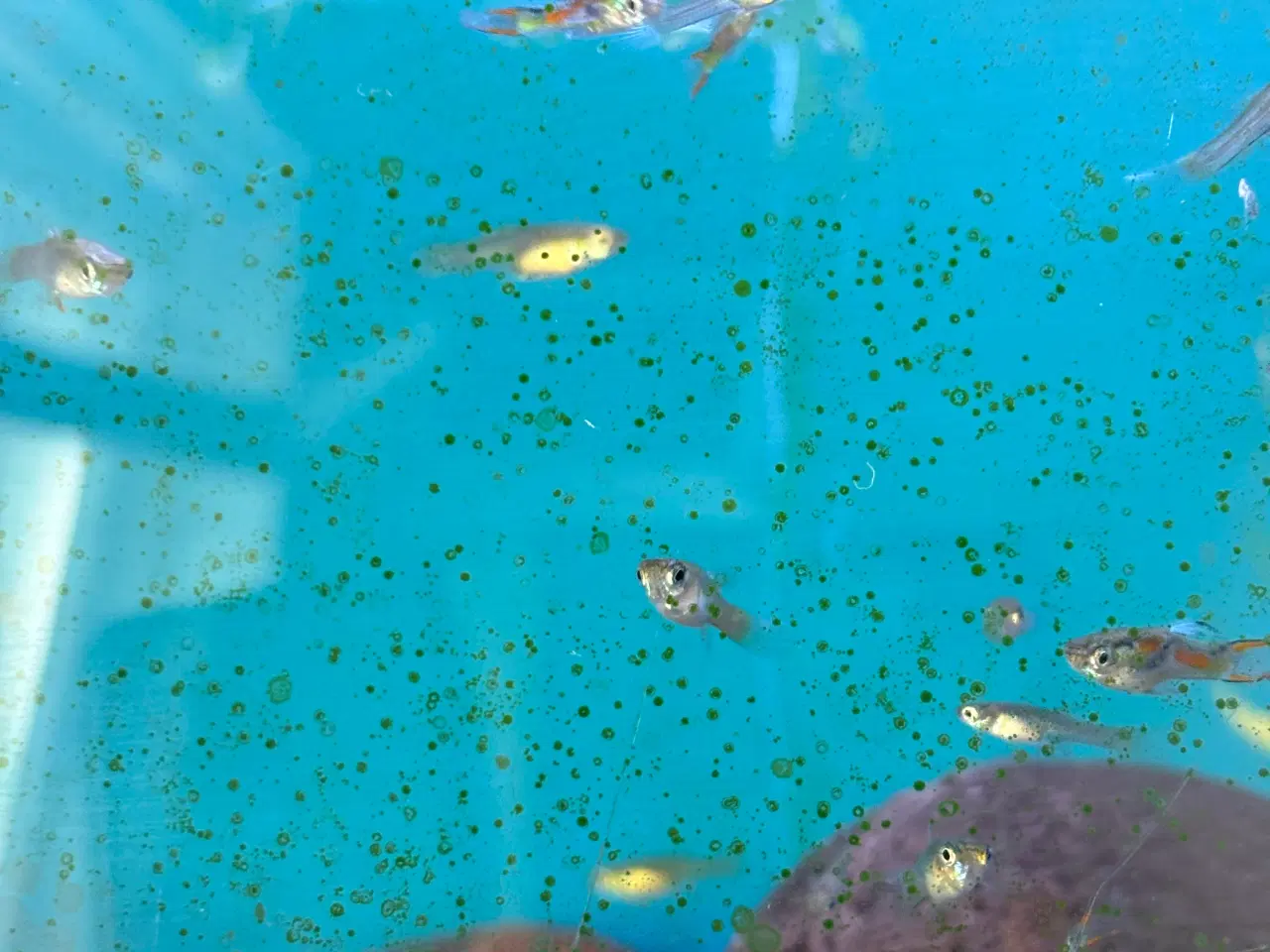 Billede 1 - Guppy