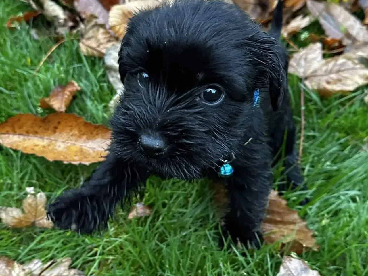 Billede 3 - Schnauzer mellem hvalpe