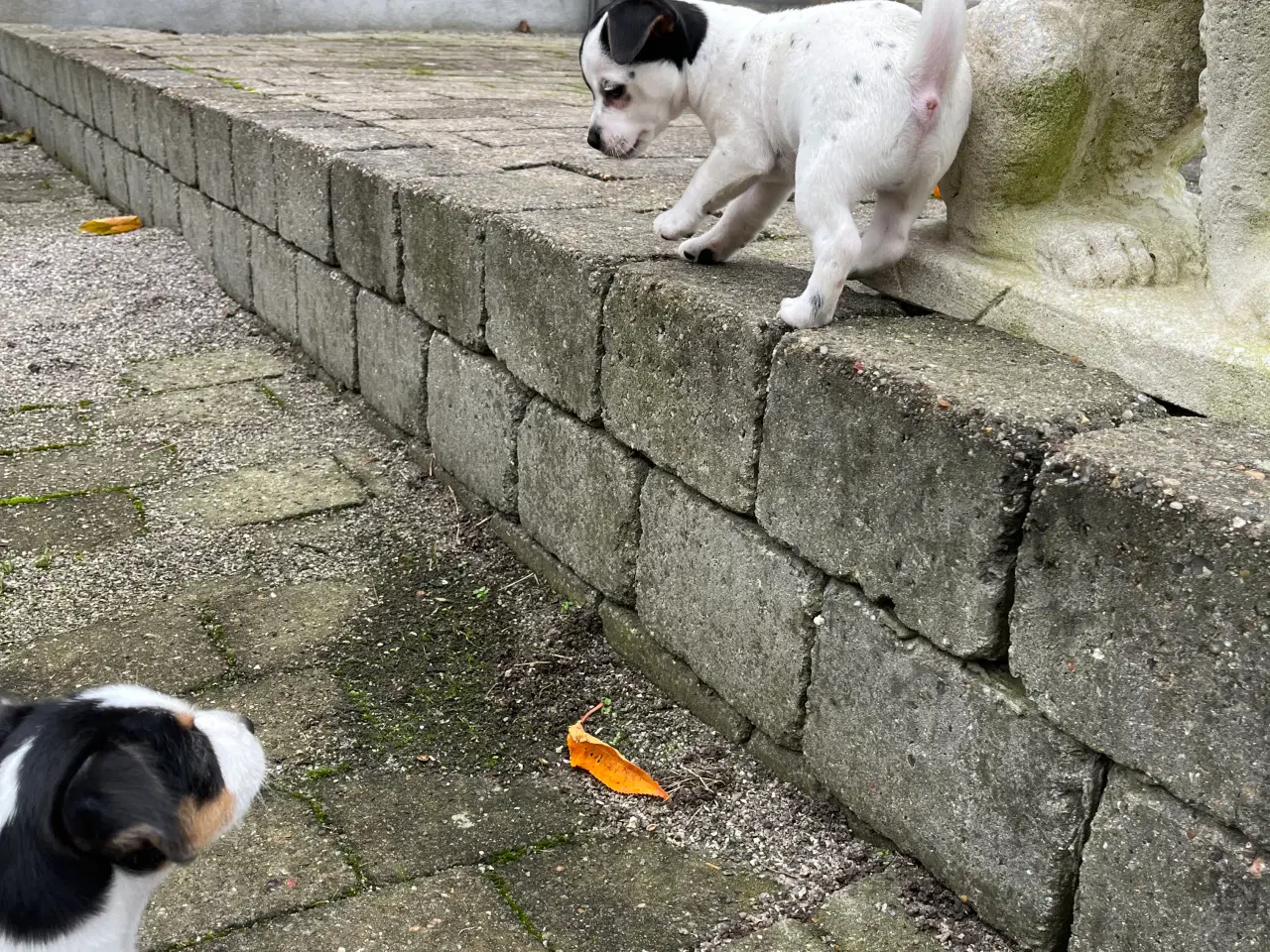 Billede 2 - Hundehvalp 