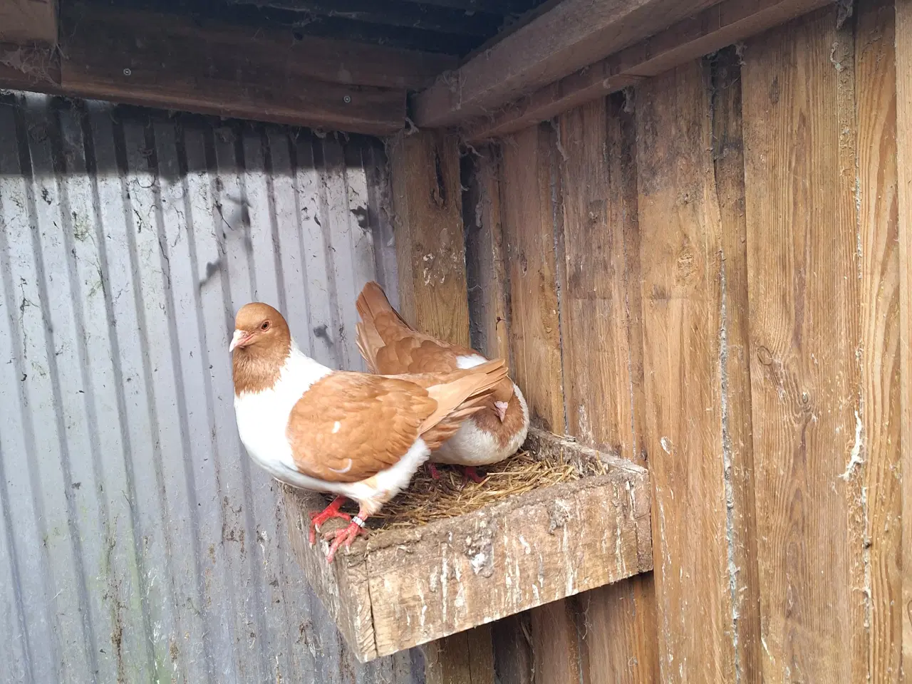 Billede 1 - gule strasser duer