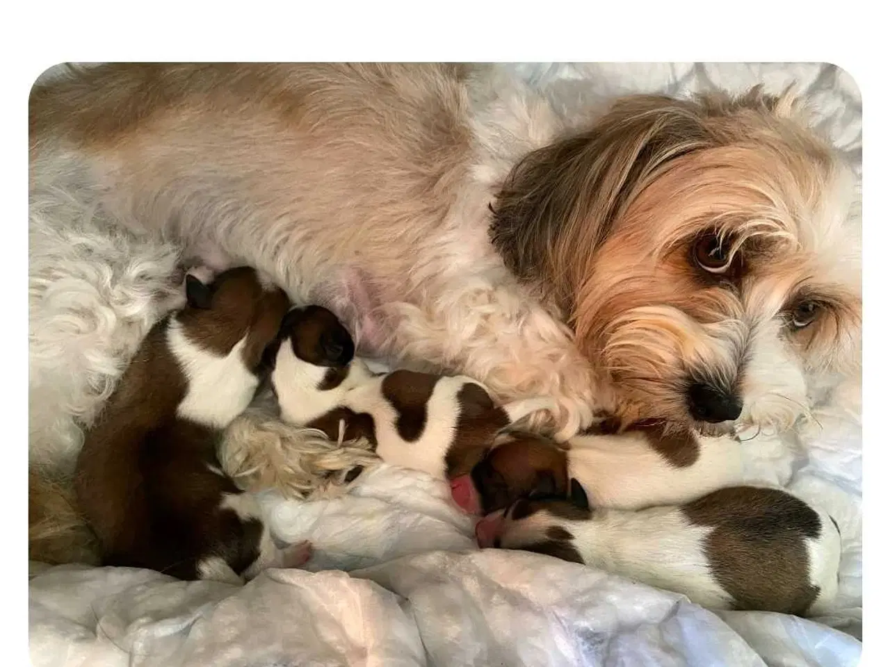 Billede 12 - Bichon frise tilbydes til avl. 