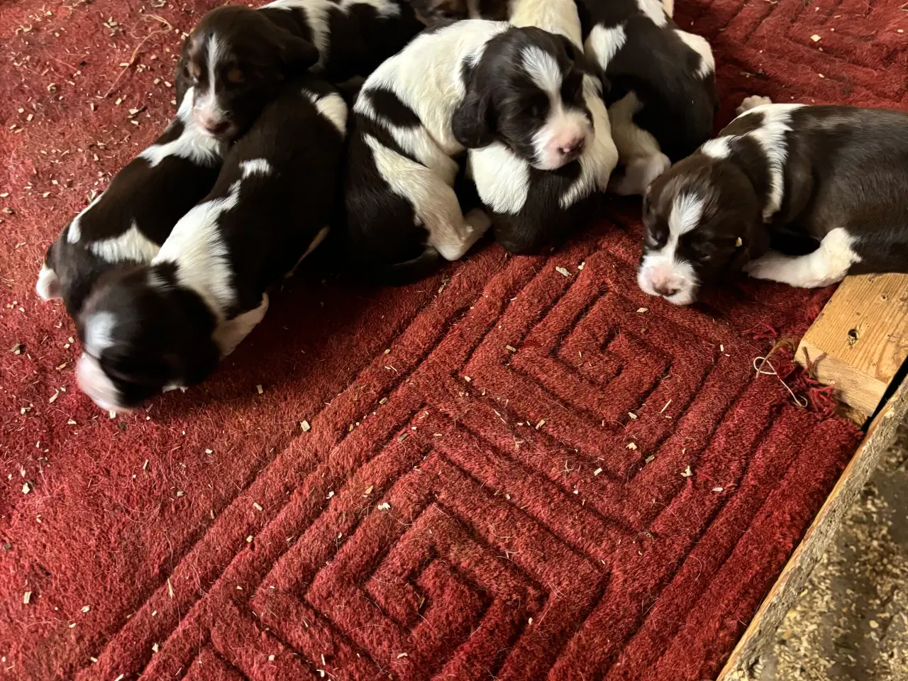 Billede 1 - Engelsk Springer Spaniel