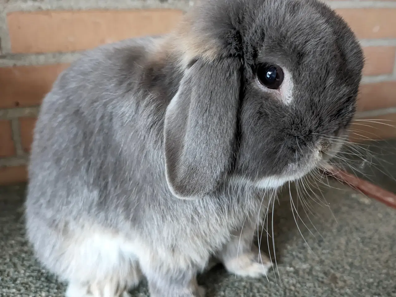 Billede 3 - Minilop kanin sælges