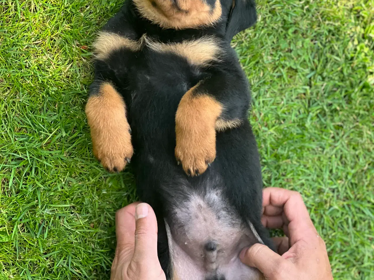 Billede 6 - Rottweiler hvalpe 