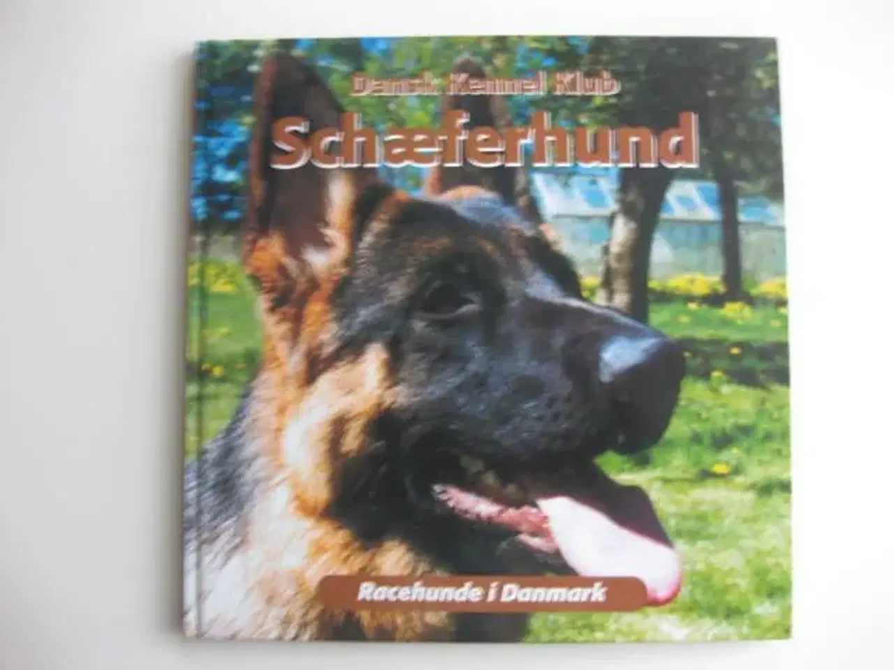 Billede 1 - Schæferhund  - Dansk Kennel Klub
