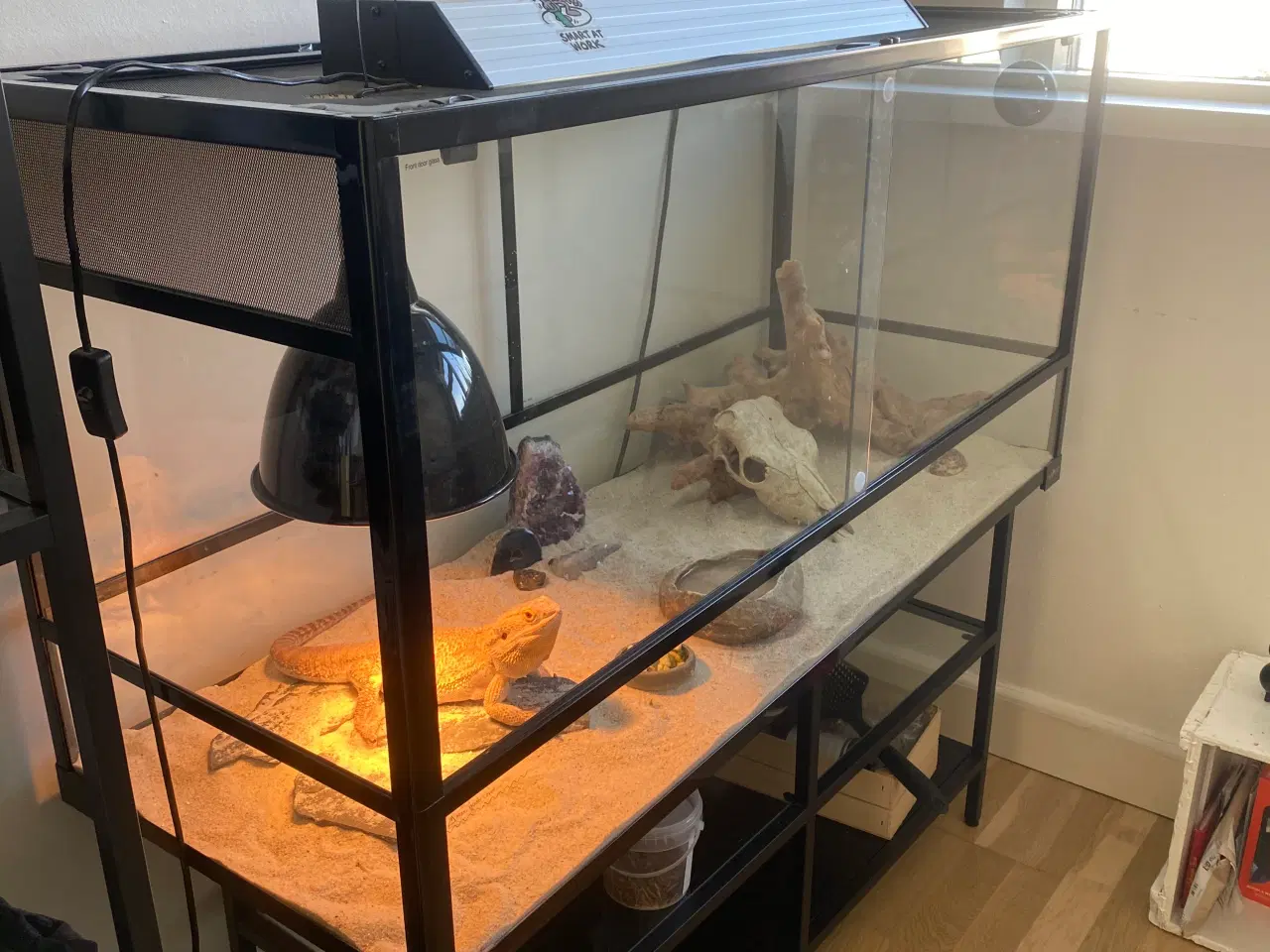 Billede 4 - Skægagame inkl terrarium og div tilbehør og bord