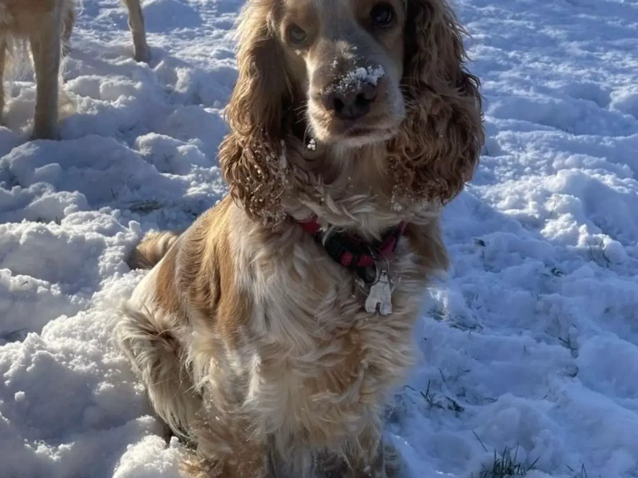 Billede 8 - Hvalpe på vej 