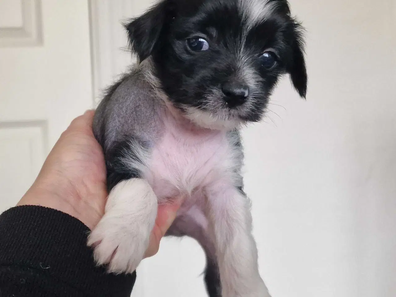 Billede 1 - Chinese crested/chihaua Hundehvalp, hårløs han