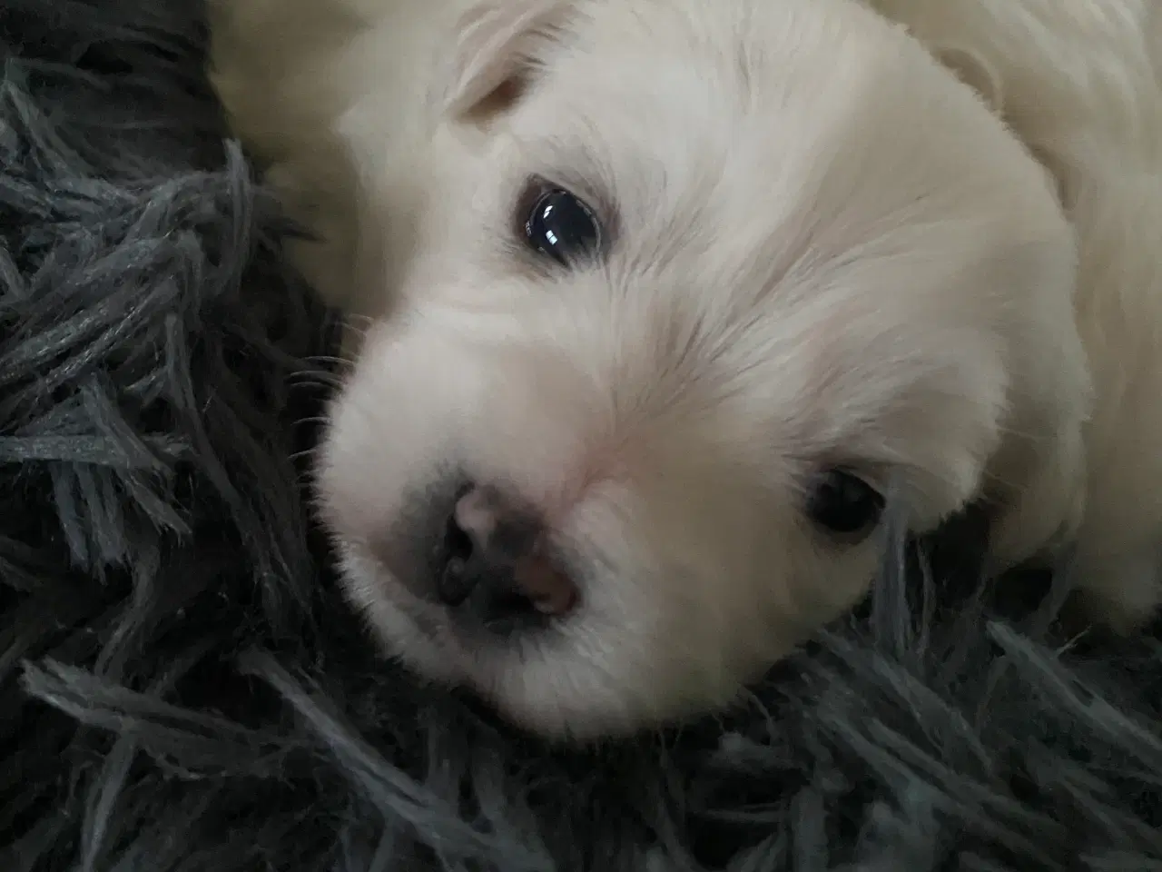 Billede 6 - Coton de Tulear hvalp 8 uger 