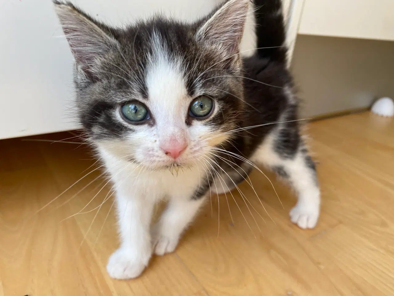Billede 7 - katte killinger