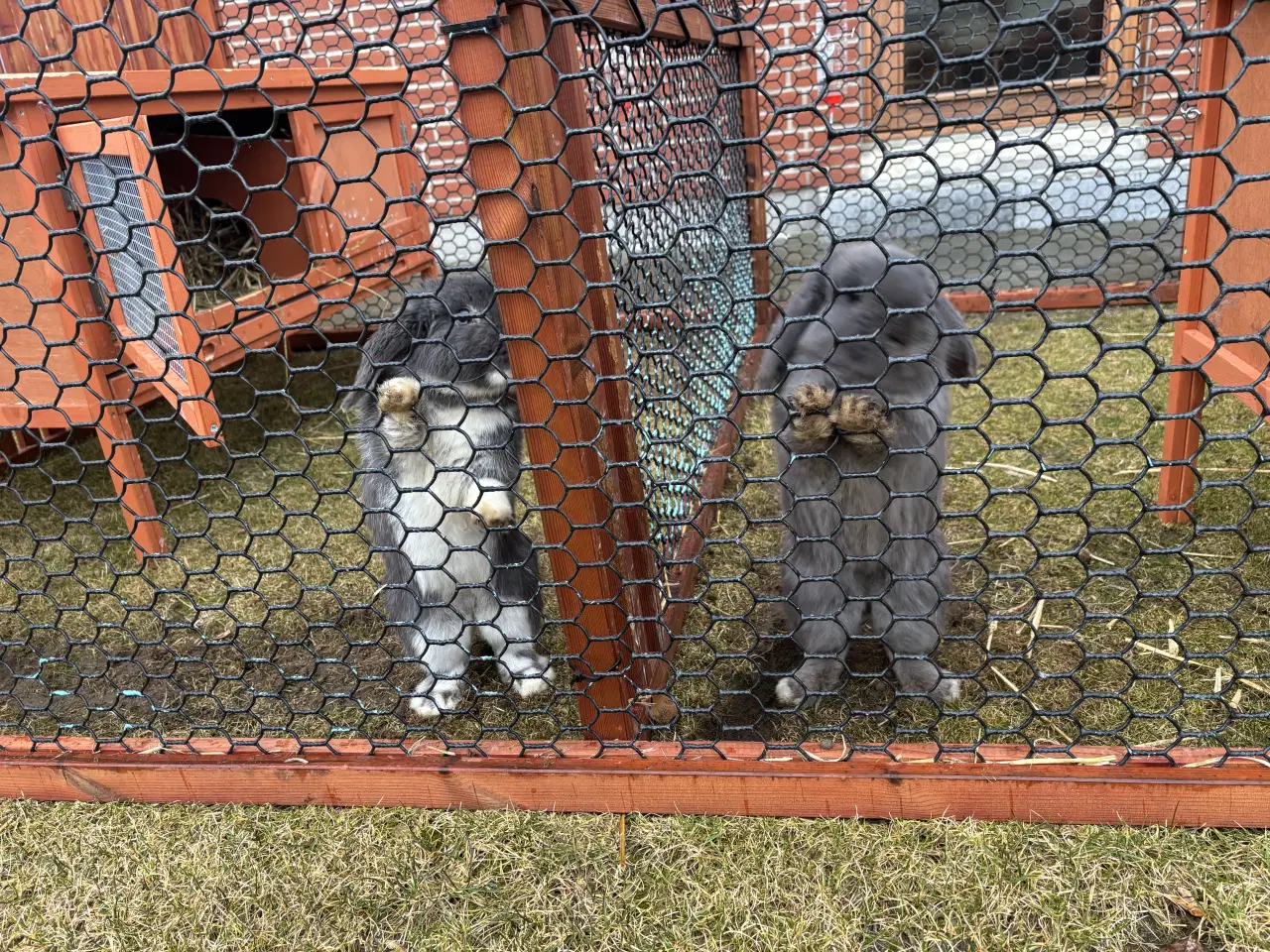 Billede 1 - Kaninbur samt 2 kaniner 