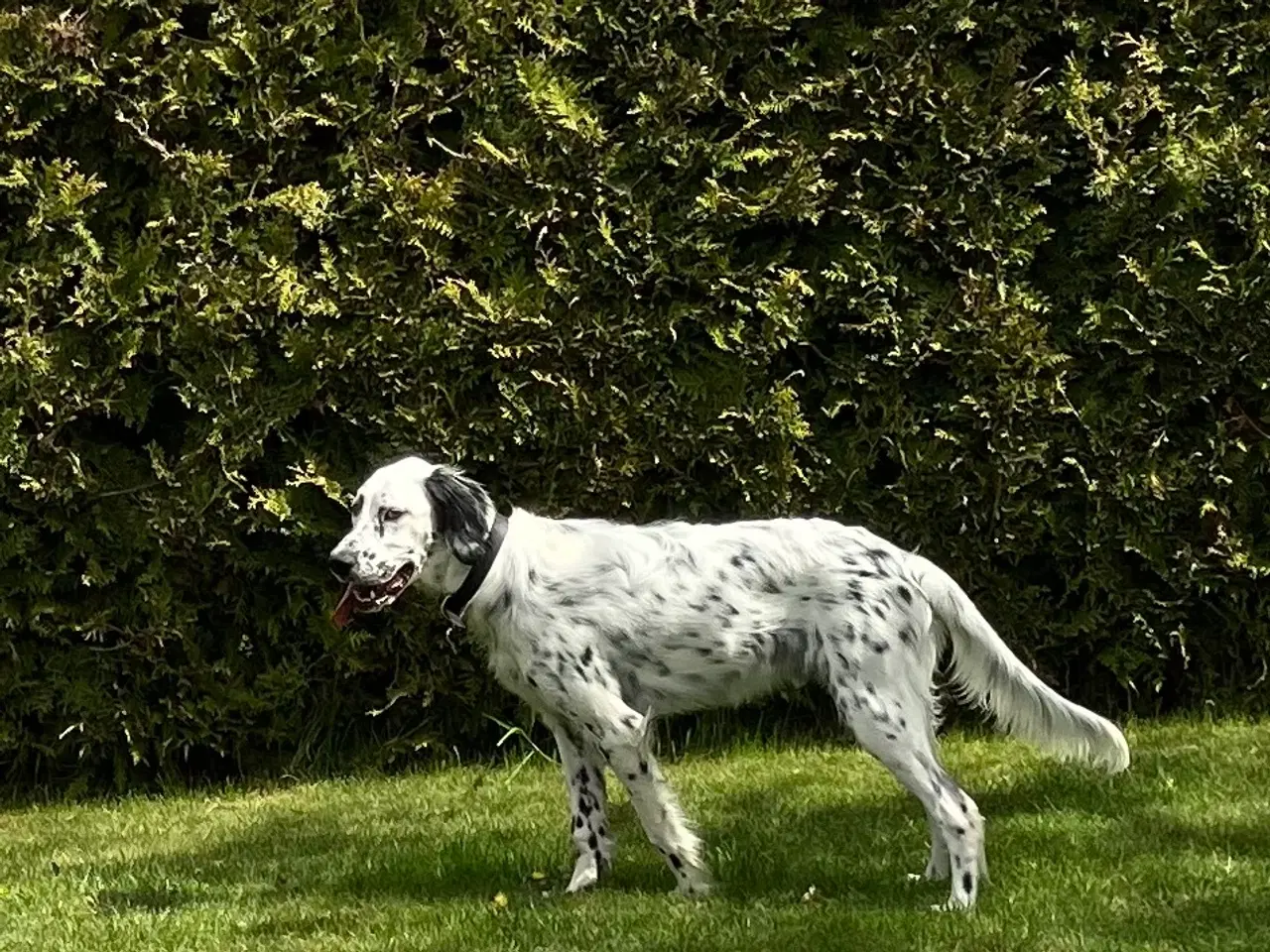 Billede 4 - Engelsk setter, hanhund på 10 måneder 