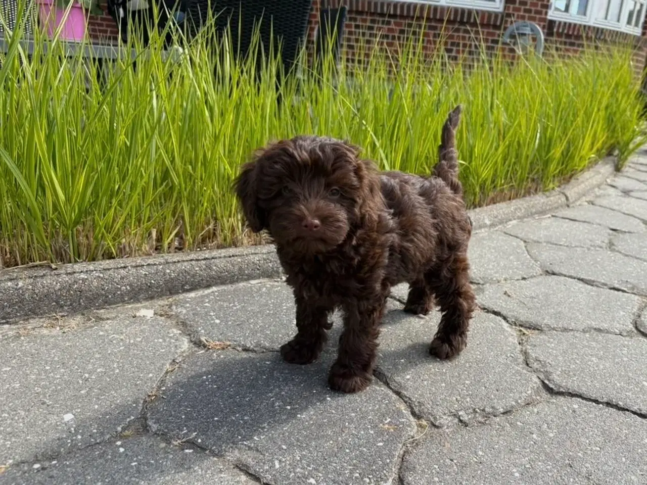 Billede 6 - Maltipoo-hvalpe med charme og krudt i halen!