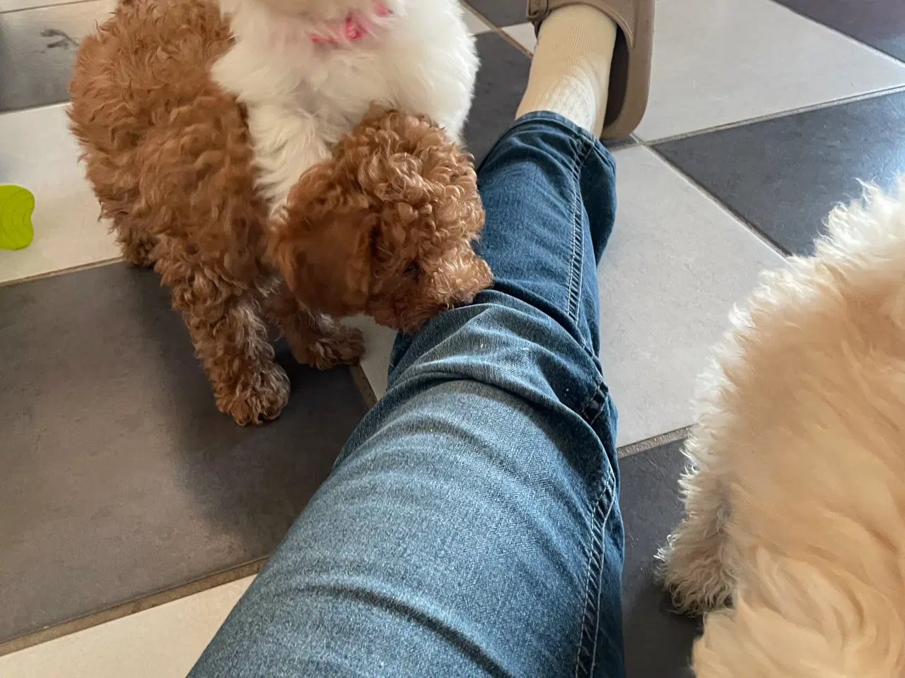 Billede 15 - Havapoo hvalpe - salgsklare..!