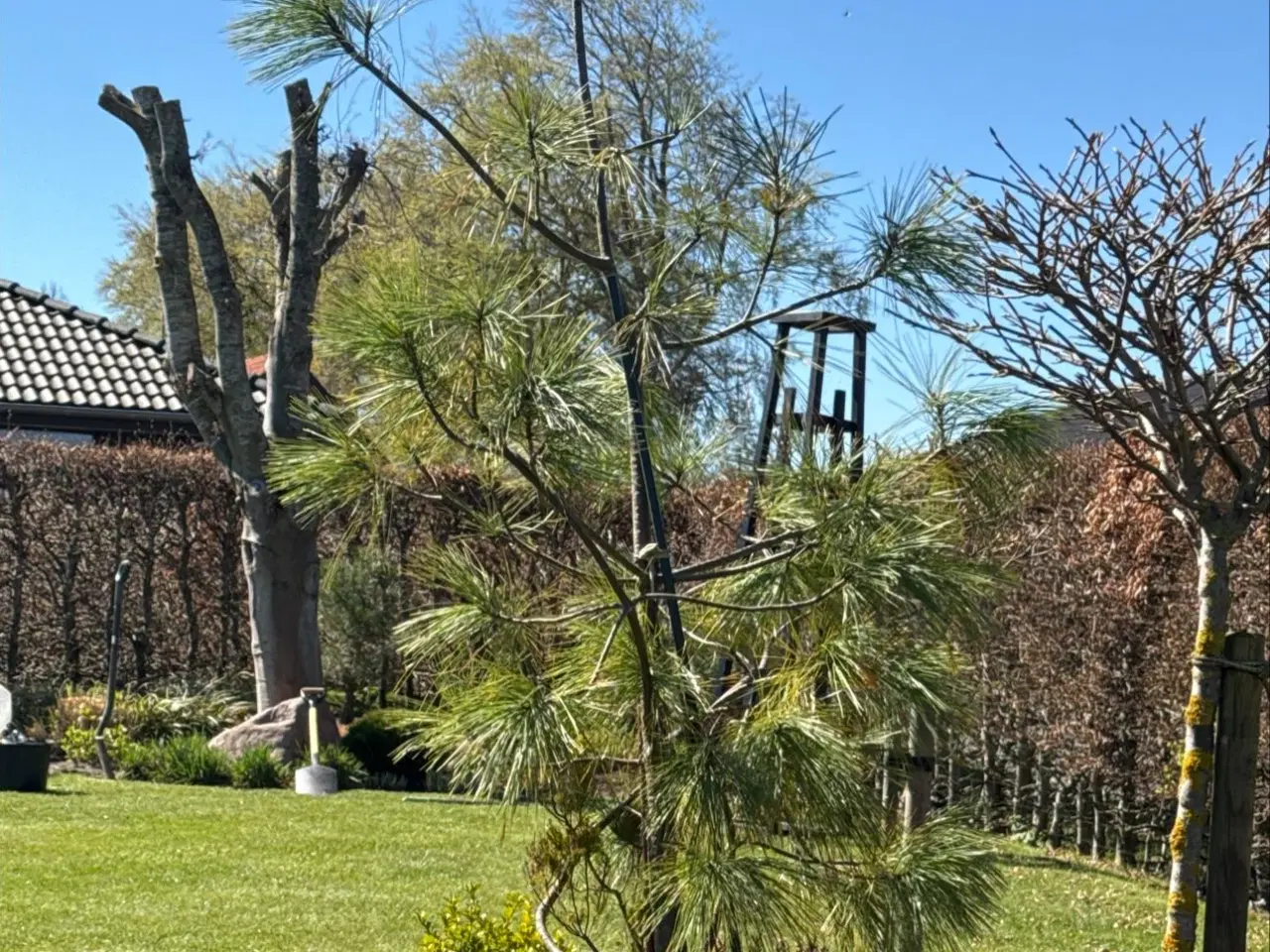 Billede 1 - Stor dekorativ fyr i krukke – ca. 2 meter høj