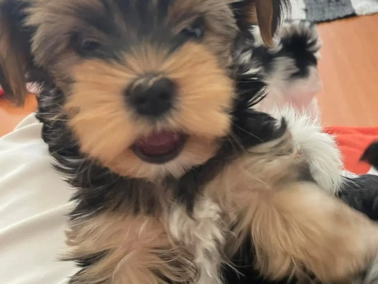 Billede 1 - 🐶Yorkshirre terrier Biewer 🐶