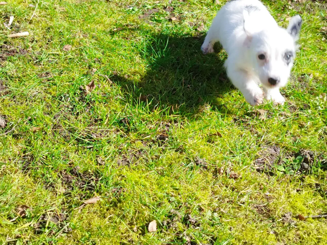 Billede 2 - Gravhund  hvalp 