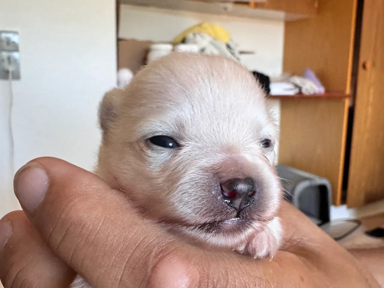 Billede 4 - Pomeranian Merle 