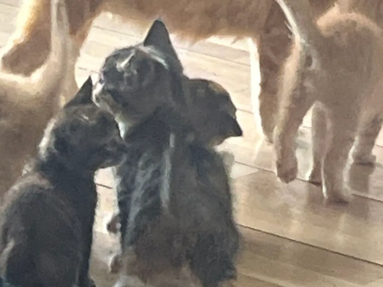 Billede 17 - 2 kuld , Indendørskillinger-afdrag muligt