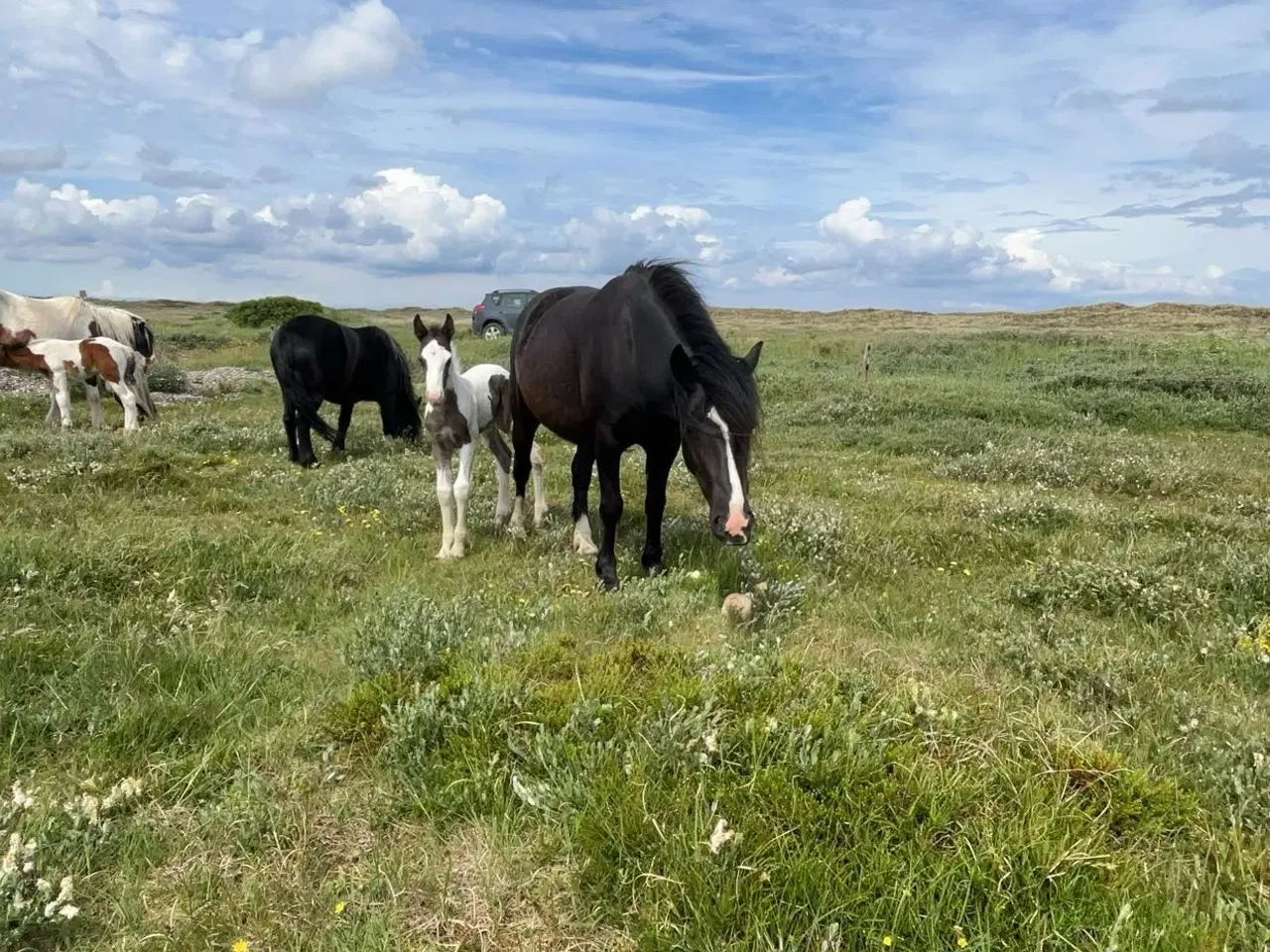 Billede 1 - Blanding føl 