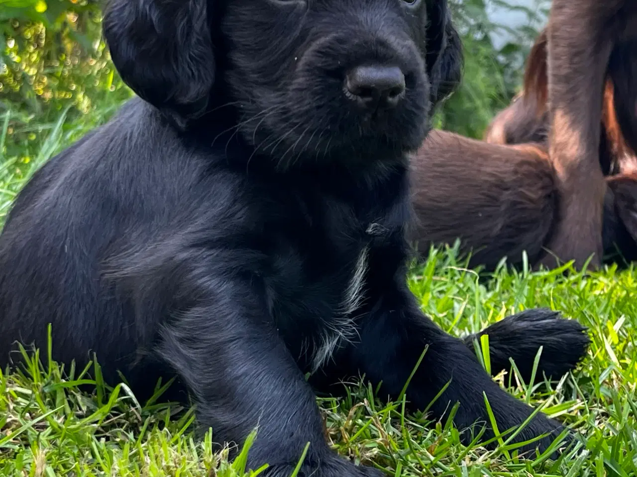 Billede 9 - FT Cocker Spaniel hvalpe