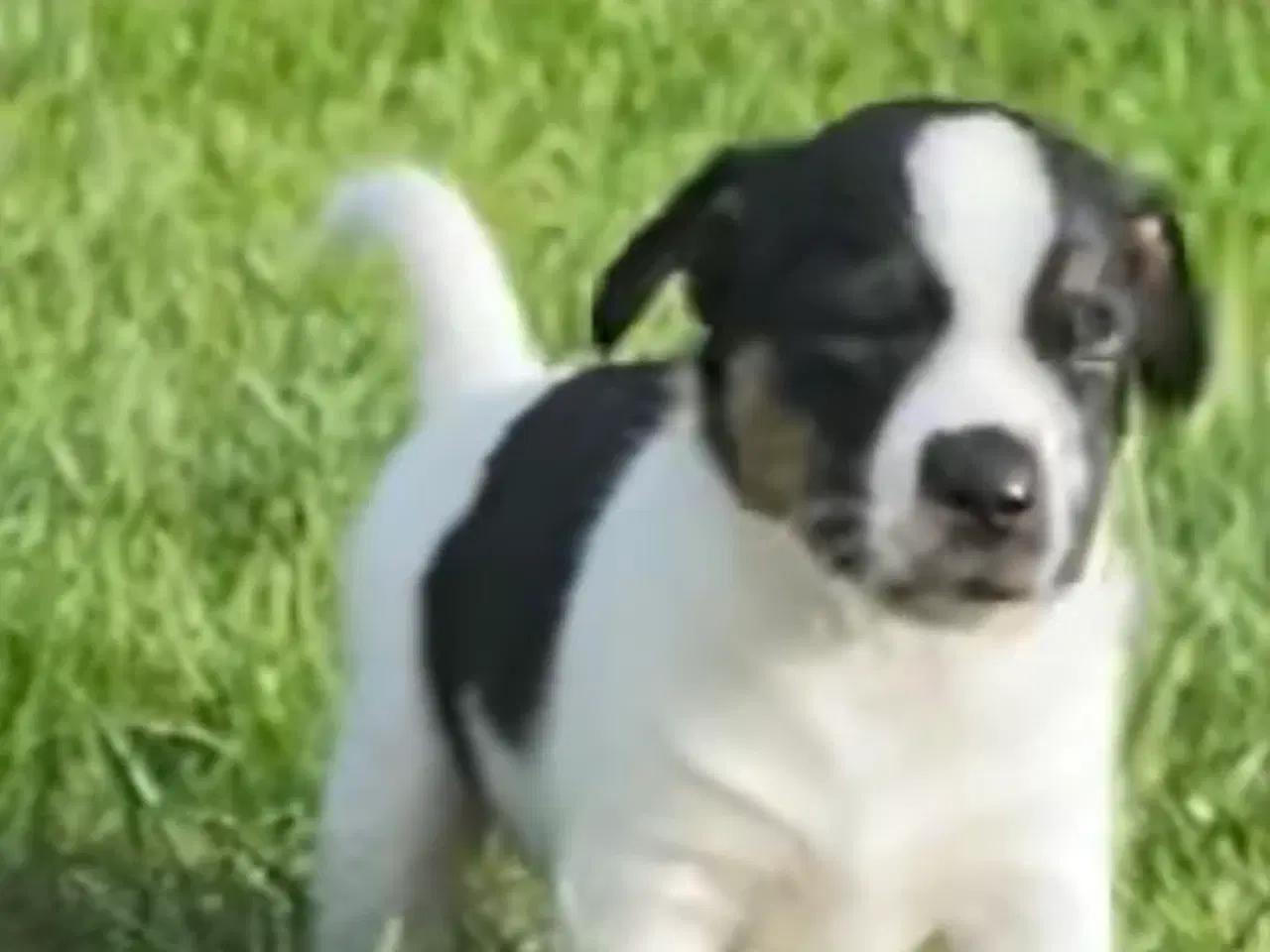 Billede 10 - Jack russel terrier 