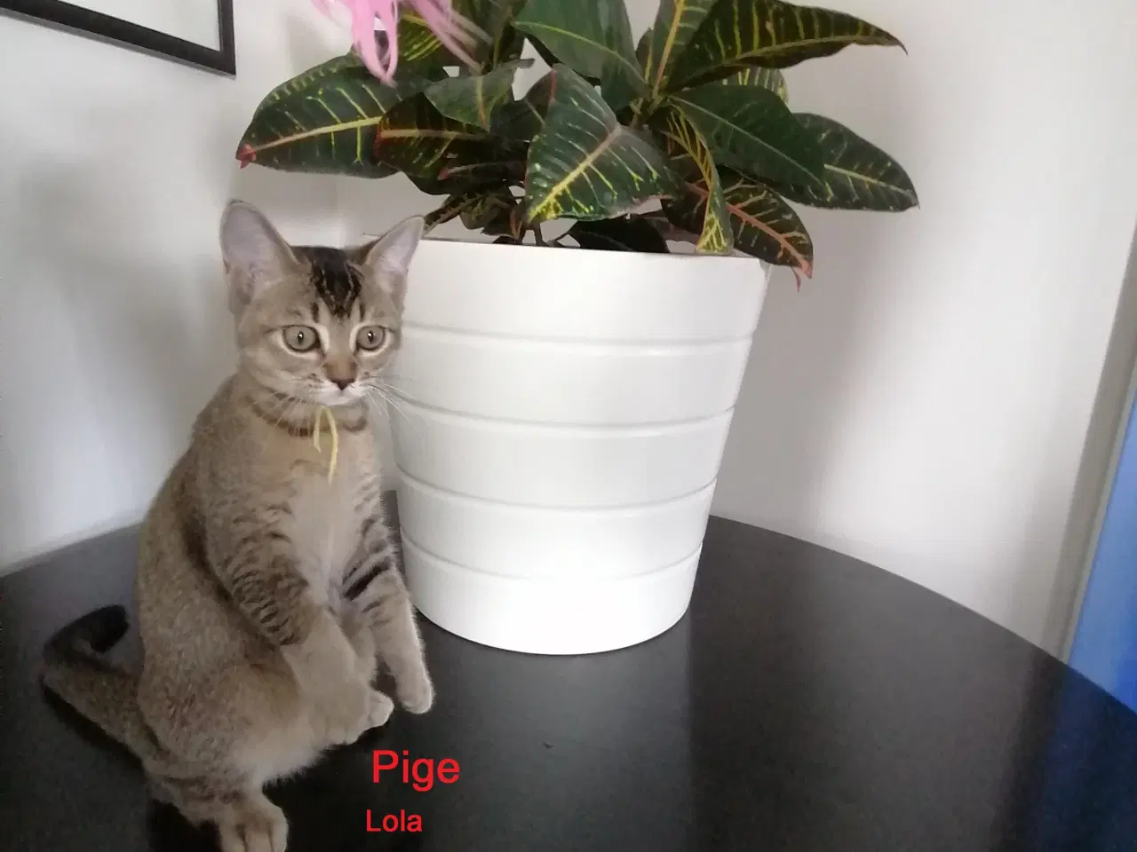 Billede 5 - Killinger British shorthair/Russian Blue