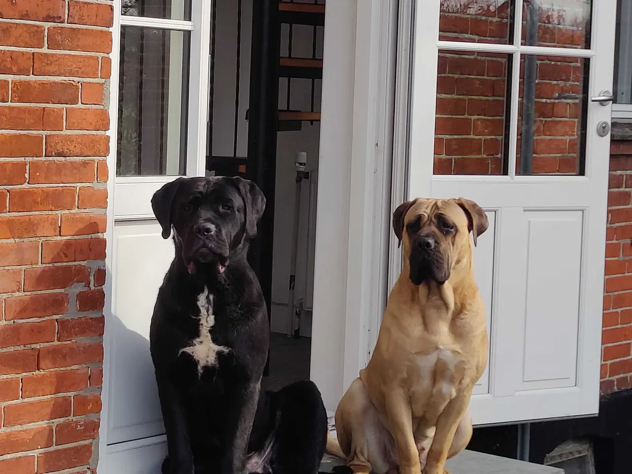 Billede 7 - Cane Corso hvelpe