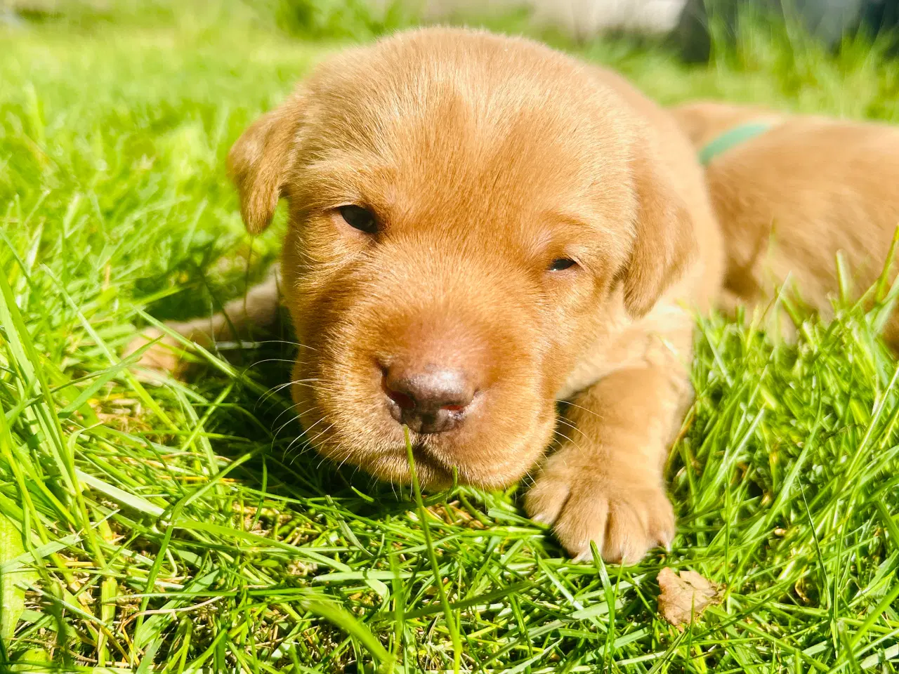 Billede 6 - FOX red labrador hvalpe med stamtavle