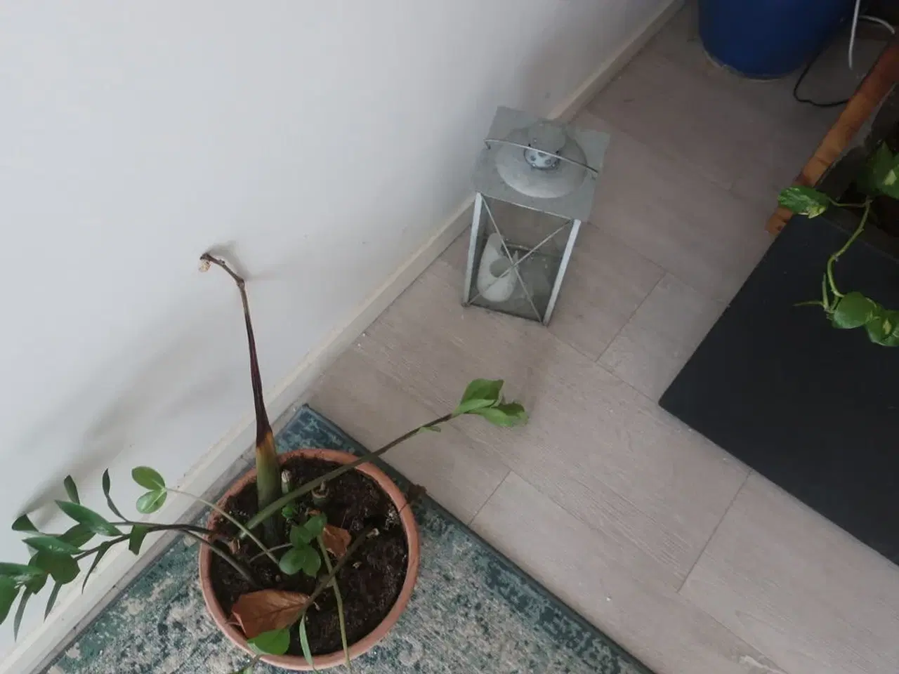 Billede 4 - Diverse planter og krukker m.m.