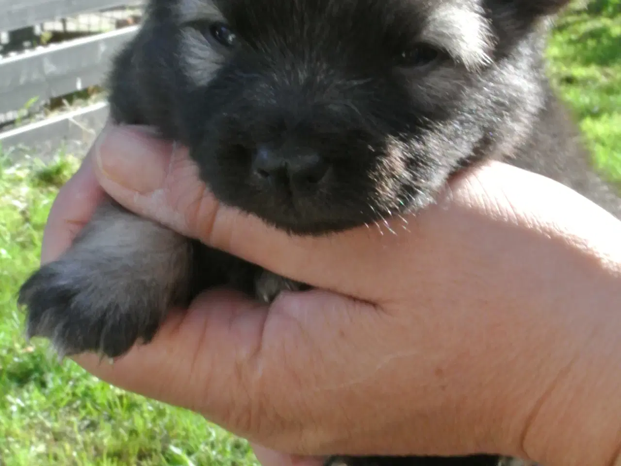 Billede 2 - Keeshond hvalpe