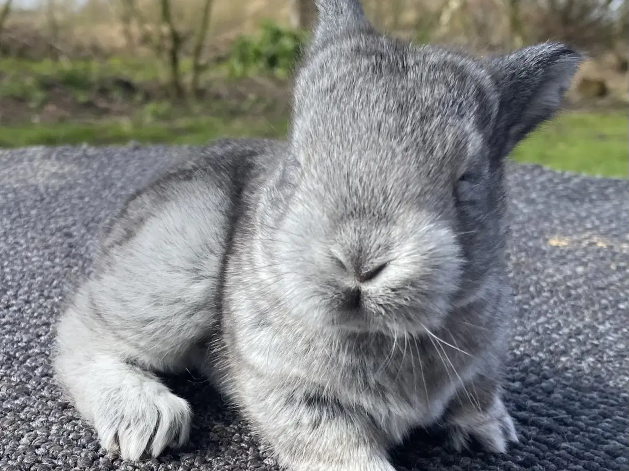 Billede 7 - FRANSK VÆDDER HAN CHINCHILLA