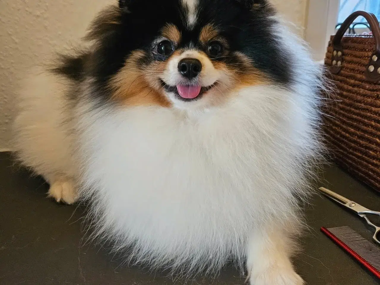 Billede 14 - Pomeranian hvalpe 