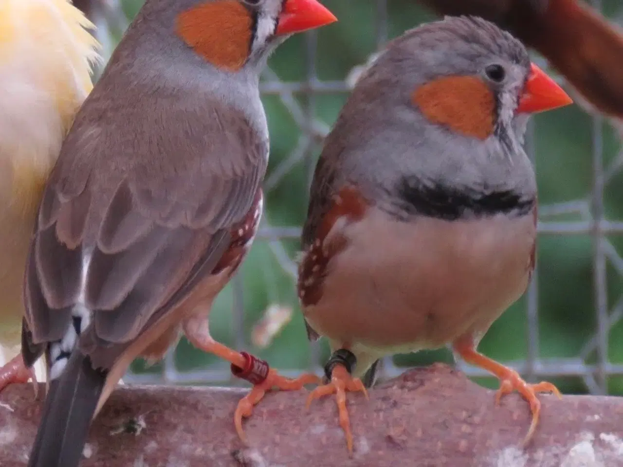 Billede 1 - Timor Zebrafinke