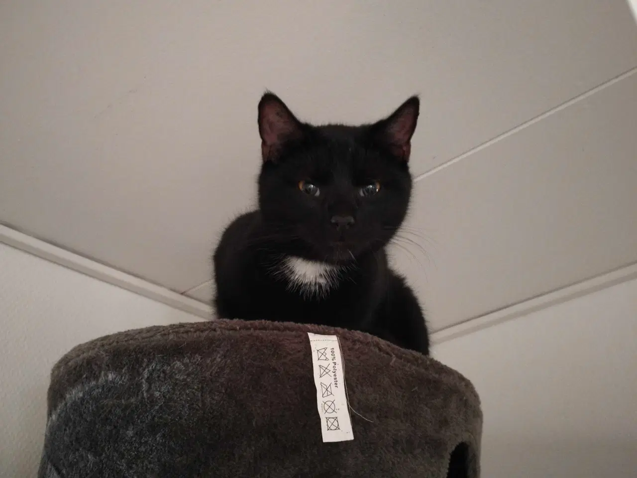 Billede 1 - Bertram søger nyt hjem