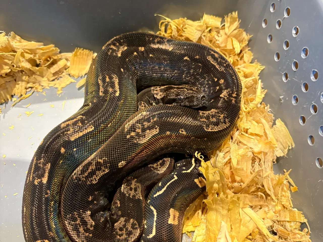 Billede 10 - Boa constrictor Keltic IMG poss Leopard Kahl A
