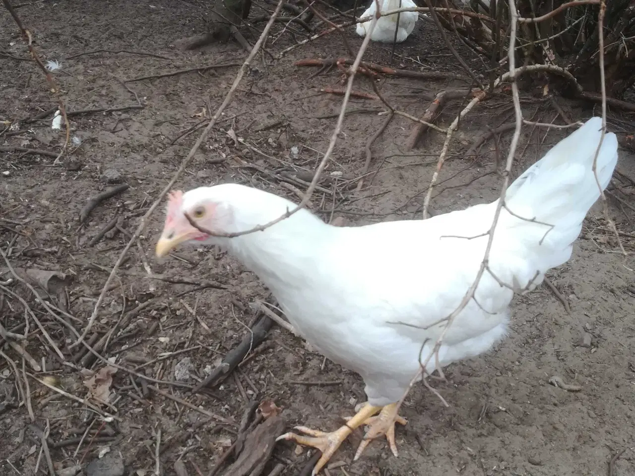 Billede 4 - Rigtig god ægge lægger hvide Italiener Lohmann