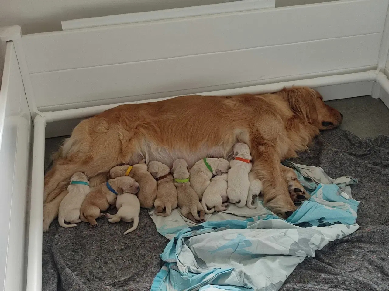 Billede 16 - Golden Retriever Hvalpe 