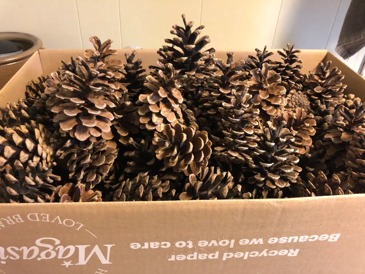 Billede 1 - Fine tørre kogler