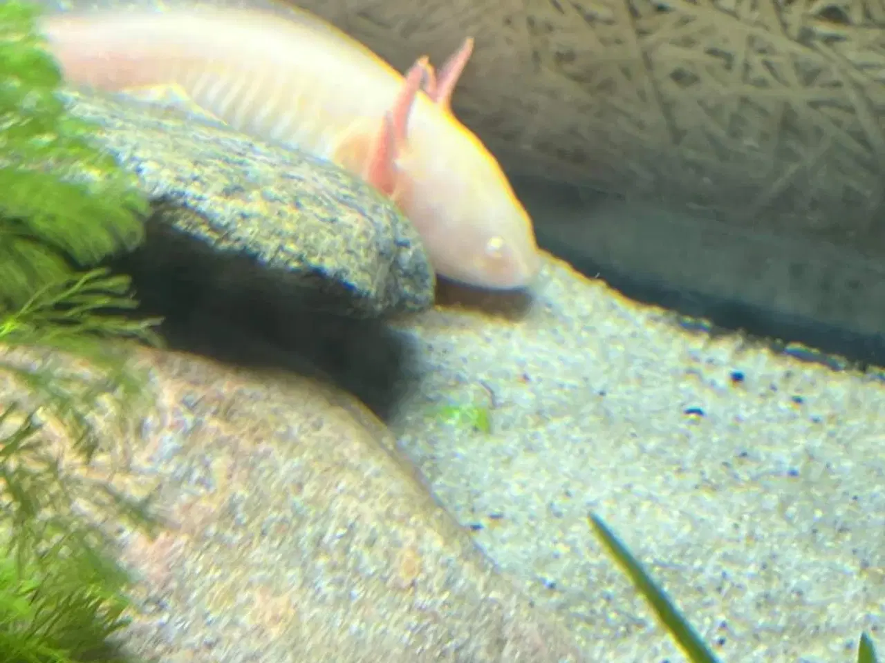 Billede 1 - 2 stk Axolotler 