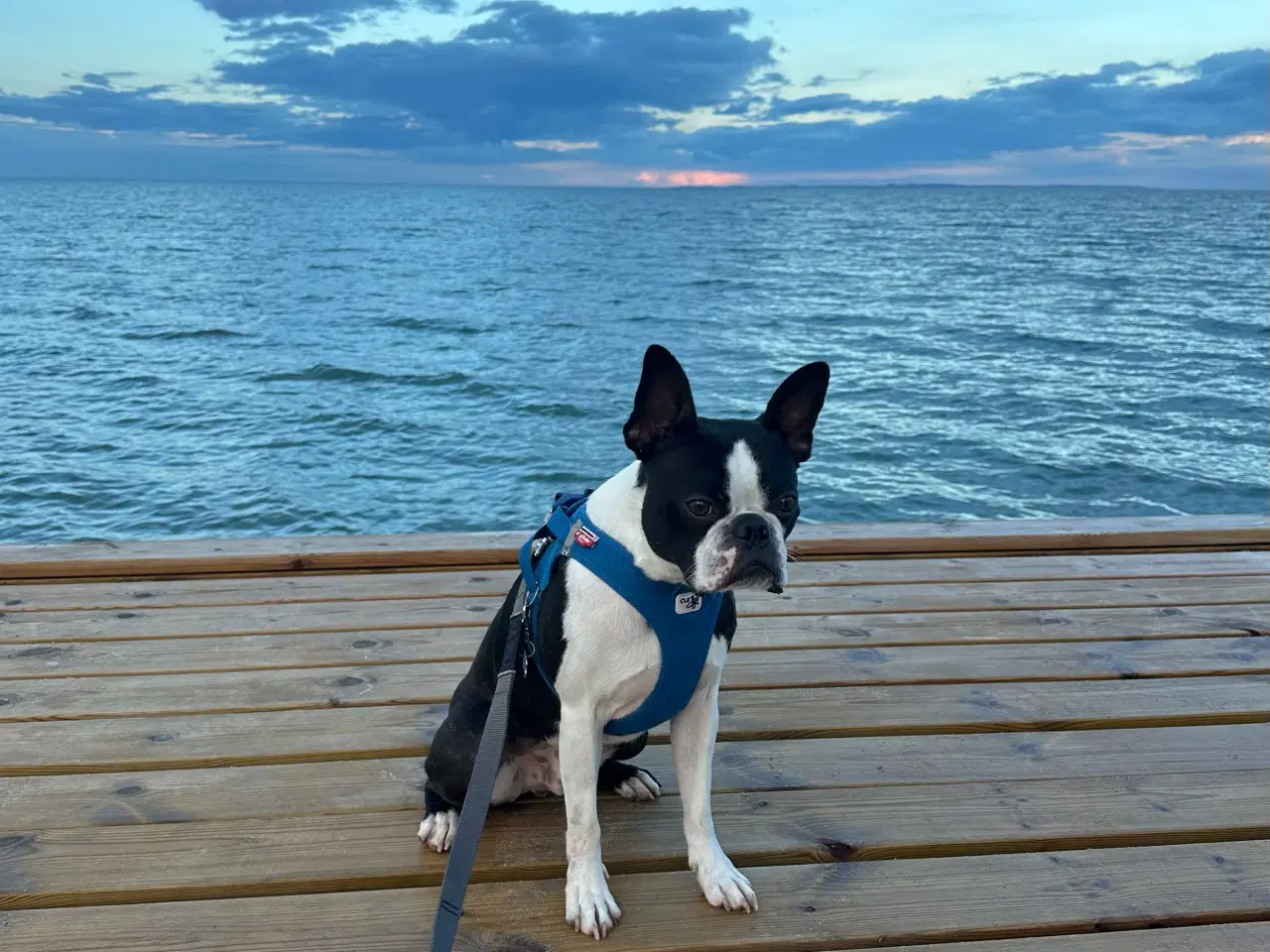 Billede 2 - Boston terrier