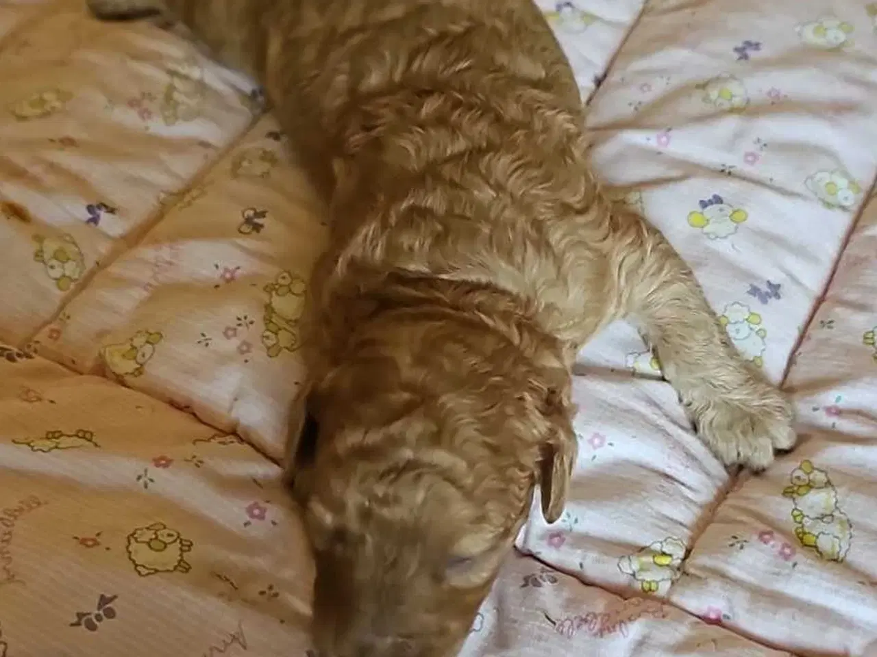 Billede 4 - Cavapoo f1b 